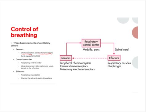 Control Of Breathing Flashcards Quizlet