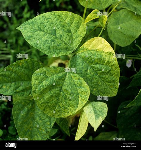 Bean Yellow Mosaic Virus Bymv Symptoms On Phaseolus Bean Leaves