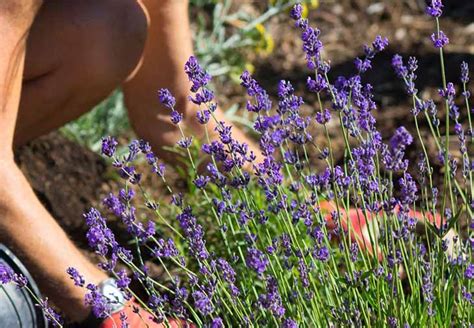 7 Consigli Per Piantare Una Siepe Di Lavanda Nel Tuo Giardino