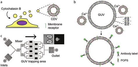 Calcium Mediated Membrane Fusion Between Cell Derived Vesicles Cdvs