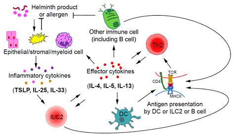 Ijms Free Full Text Cd T Helper Cell Subsets And Related Human