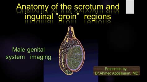 2 Anatomy Of The Scrotum And Groin Regions Youtube