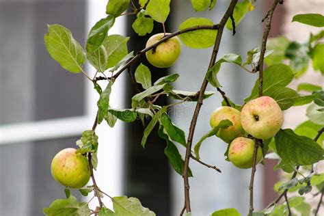 Organic Apples Hanging From A Tree Branch Apples In The Orchard Apple