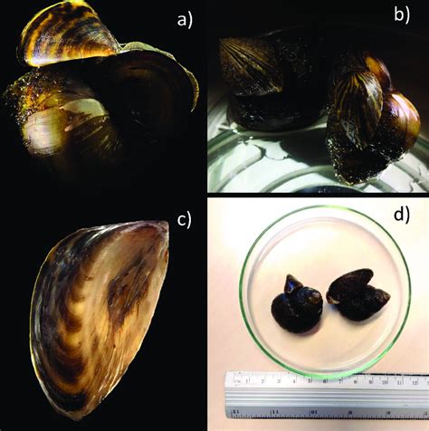 Zebra Mussels Dreissena Polymorpha Found Amongst Ordered European