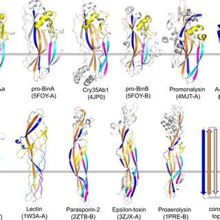 The Ctd Pore Forming Domain Of Cry Aa Resembles Those Of Aerolysin