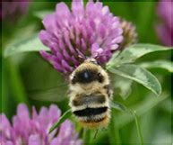 Doern Fotoprojekt Bienen Und Insekten Doern Bernhardsthal