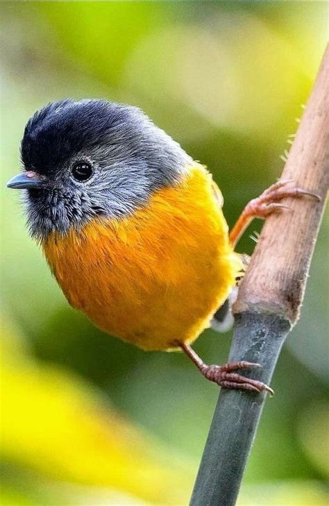 Pin By Maykos On Exotiques Birds Pet Birds Most Beautiful Birds Bird