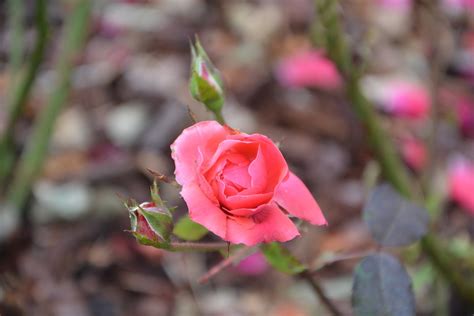 Pink Rosebush Color - Free photo on Pixabay - Pixabay
