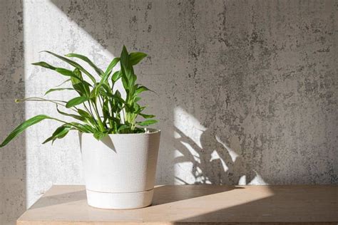 How And When To Repot A Peace Lily Lawn Au