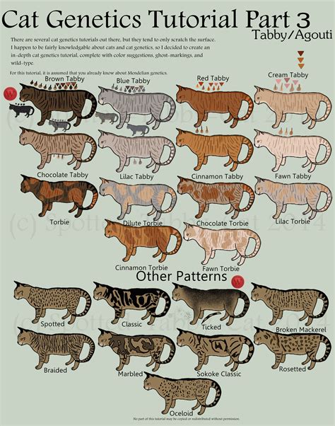 Cat Genetics Tutorial Part 3 (Tabby/Agouti) by Spotted-Tabby-Cat | Orange tabby cats, Tabby cat ...