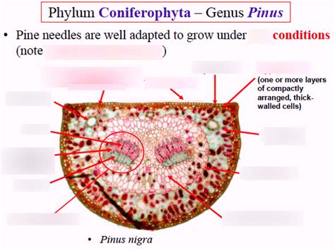 Bio2137 Gymnosperms Phylum Coniferophyta Genus Pinus Diagram