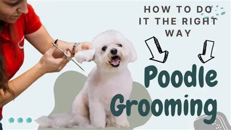 Poodle Grooming - How To Do It The Right Way | PoodleHQ