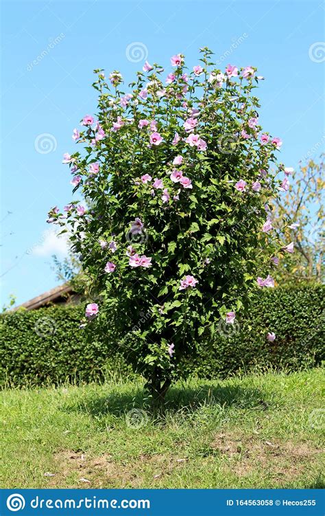 Hibiscus Syriacus O Rose De Sharon Floridas Plantas Cultivadas Como