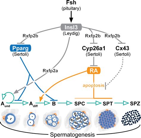 Schematic Illustration Showing The Endocrine And Paracrine Regulation