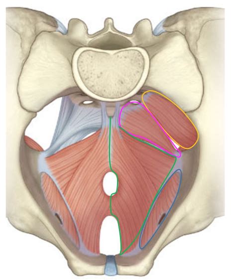 Pelvic Floor Muscles Diagram Quizlet