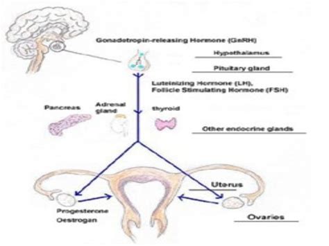 Amenorrhea