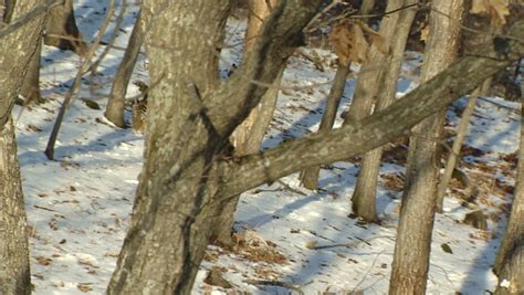 Siberian Tiger Introduction Project Stock Video Footage - 4K and HD ...