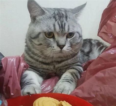 主人出门忘记给猫留饭，猫咪饿了一天，主人回家后，猫咪直接无视