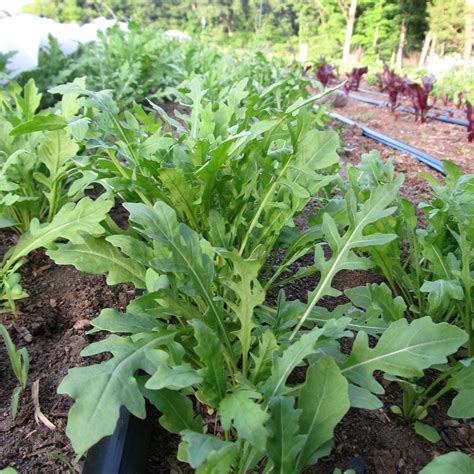 Wild Arugula Heirloom 200 Seeds Strong Flavor 100 Organic Etsy