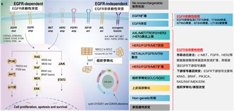 盘点精要 三代egfr Tki耐药机制及应对策略