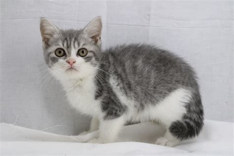 Kitten Blue Mackerel Tabby And White British Shorthair