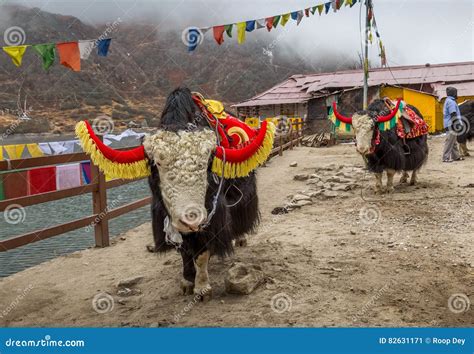 Wild Yak Animals Used For Tourist Ride Near Tsomgo Changu Lake East