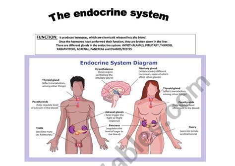 Endocrine System Worksheet