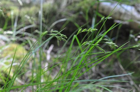 Slender Footed Sedge Carex Leptopoda