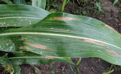 Northern Corn Leaf Blight Developing in Corn