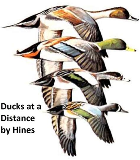 Ducks At A Distance A Waterfowl Identification Guide Illustrated By