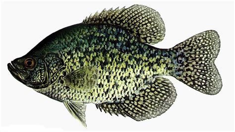 Black Crappie Marine Life Of Chesapeake Bay Annapolis Vicinity