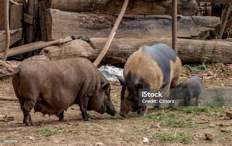 Pigs At A Village Laos Stock Photo Download Image Now Laos Pig