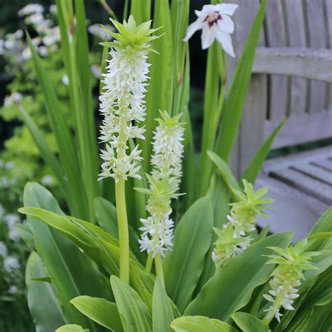 Eucomis Autumnalis - 3 bulbs - Longfield Gardens