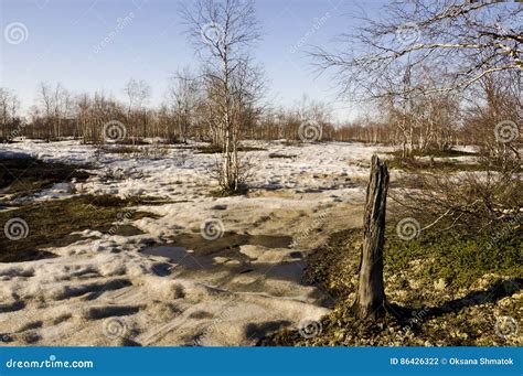 Naked Birch Trees And Blue Sky In The Early Spring Snow In Some Places Stock Photo Image Of