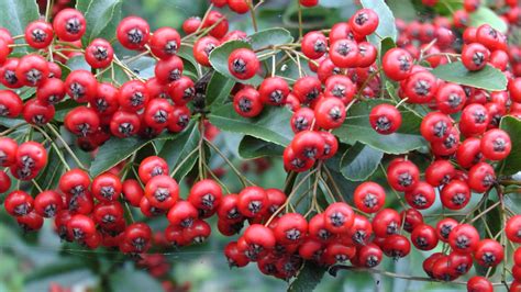 Holly Berries Free Stock Photo - Public Domain Pictures