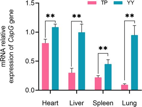 Frontiers Exploring The Role Of The CapG Gene In Hypoxia Adaptation