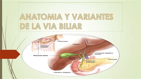 Inc VIAS Biliares Apuntes 1 VIAS BILIARES La Bilis Elaborada En El