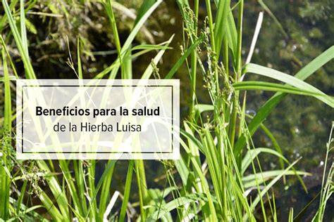 Propiedades Y Beneficios Medicinales De La Hierba Luisa