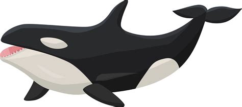 Download Transparent Orca Clipart - Png Download (#202816) - PinClipart