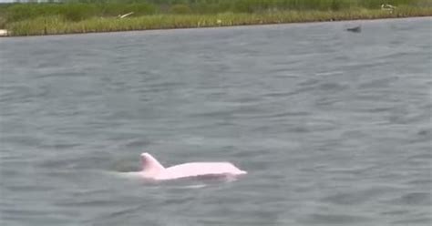 Video Rare Pink Dolphin Caught On Camera Swimming Off The Louisiana Coast Of The Us