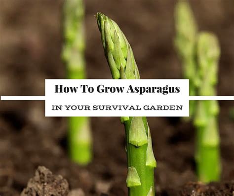 How To Grow Asparagus In Your Survival Garden Shtf And Prepping Central