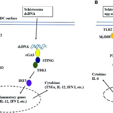 Schematic Representation Of Tlr Signaling A Tlr Localizes To The