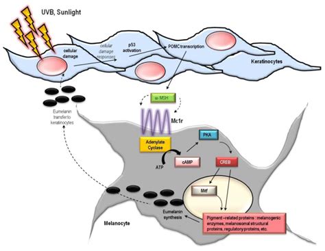 Melanocyte Stimulating Hormone Medpage