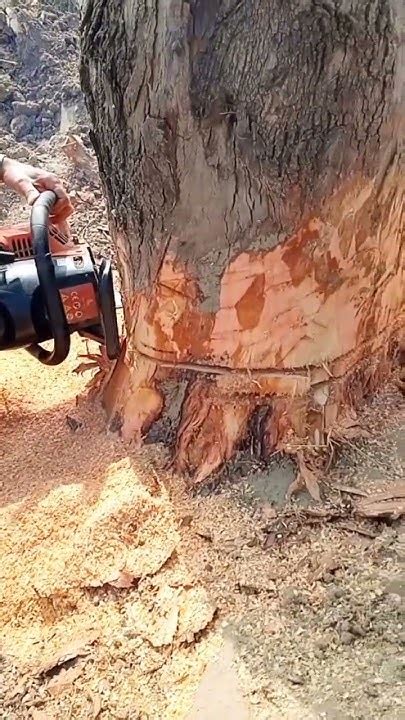 Tree Cutting Tips Shorts Youtube