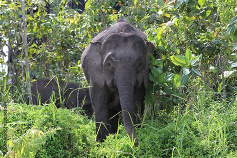 Borneo pygmy elephants (Elephas maximus borneensis) - Borneo Malaysia ...