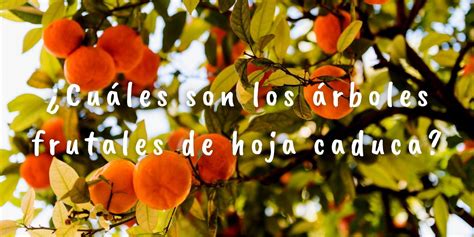 ¿cuáles Son Los árboles Frutales De Hoja Caduca Act 2025