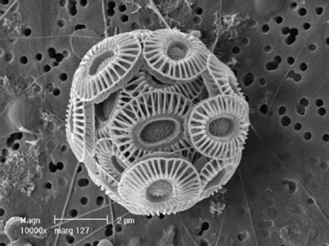 Esa The Emiliania Huxleyi Coccolithophore