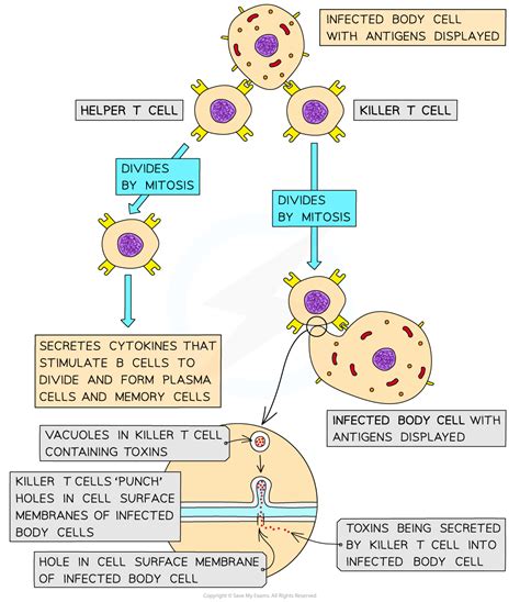 Cie A Level Biology复习笔记11 1 3 Primary Immune Response 翰林国际教育