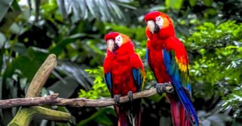 Scarlet Macaws: National Bird of Honduras - A-Z Animals