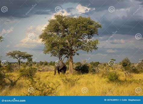 African Savannah Game Reserve Like Kruger Park And The Serengeti